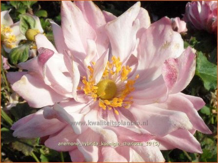 Anemone hybrida &#039;Koenigin Charlotte&#039; | Anemoon, Herfstanemoon, Japanse anemoon