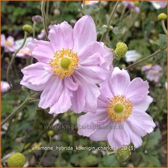 Anemone hybrida &#039;Koenigin Charlotte&#039; | Anemoon, Herfstanemoon, Japanse anemoon