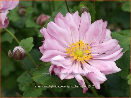 Anemone hybrida &#039;Koenigin Charlotte&#039; | Anemoon, Herfstanemoon, Japanse anemoon