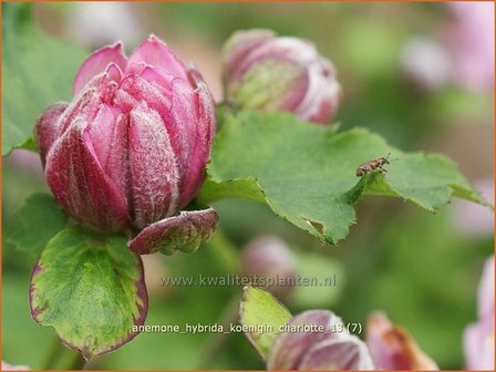 Anemone hybrida &#039;Koenigin Charlotte&#039; | Anemoon, Herfstanemoon, Japanse anemoon