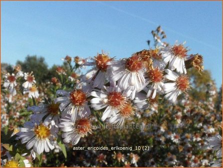 Aster ericoides &#039;Erlkoenig&#039; | Aster, Heideaster