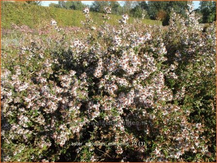 Aster ericoides &#039;Erlkoenig&#039; | Aster, Heideaster