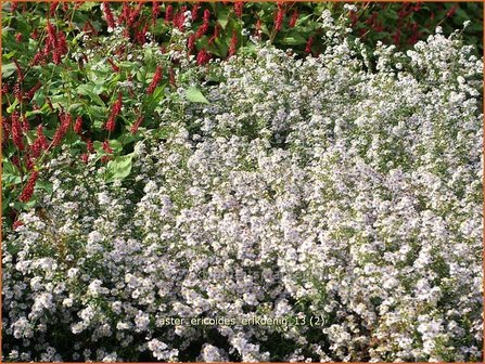 Aster ericoides &#039;Erlkoenig&#039; | Aster, Heideaster