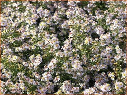 Aster ericoides &#039;Erlkoenig&#039; | Aster, Heideaster