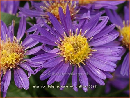 Aster novi-belgii &#039;Schoene von Dietlikon&#039; | Aster