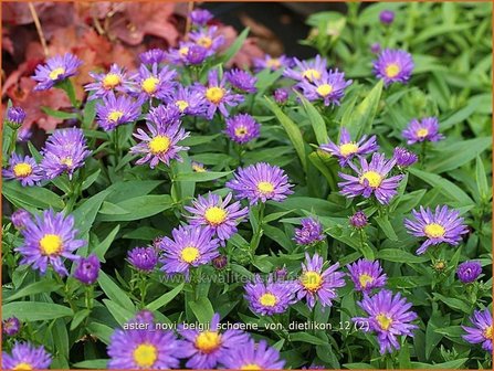 Aster novi-belgii &#039;Schoene von Dietlikon&#039; | Aster