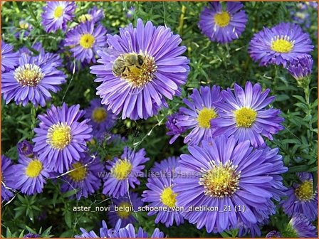 Aster novi-belgii &#039;Schoene von Dietlikon&#039; | Aster