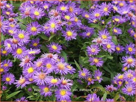 Aster novi-belgii &#039;Schoene von Dietlikon&#039; | Aster