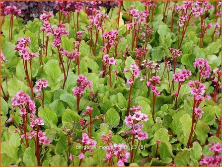 Bergenia &#039;Morgenroete&#039; | Schoenlappersplant, Olifantsoren