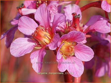 Bergenia &#039;Morgenroete&#039; | Schoenlappersplant, Olifantsoren