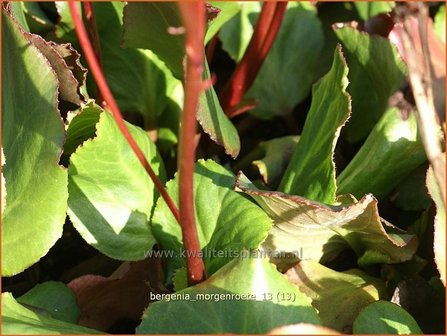 Bergenia &#039;Morgenroete&#039; | Schoenlappersplant, Olifantsoren