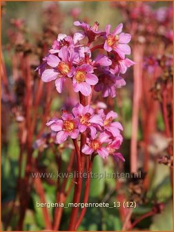 Bergenia &#039;Morgenroete&#039; | Schoenlappersplant, Olifantsoren