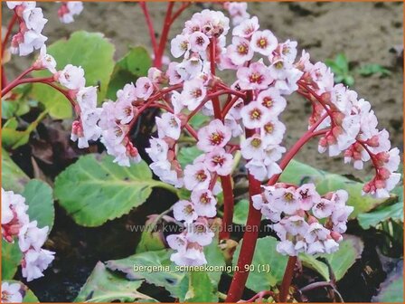 Bergenia &#039;Schneekoenigin&#039; | Schoenlappersplant, Olifantsoor