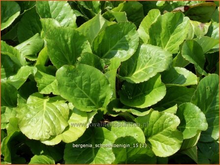 Bergenia &#039;Schneekoenigin&#039; | Schoenlappersplant, Olifantsoor