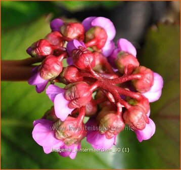 Bergenia &#039;Wintermaerchen&#039; | Schoenlappersplant, Olifantsoren