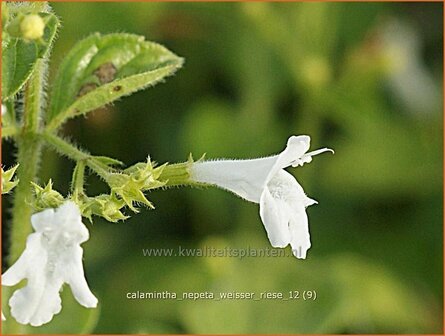 Calamintha nepeta &#039;Weisser Riese&#039; | Bergsteentijm