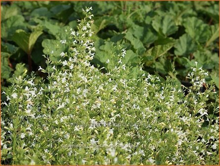 Calamintha nepeta &#039;Weisser Riese&#039; | Bergsteentijm