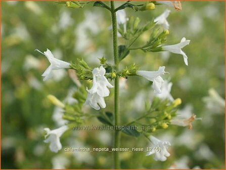 Calamintha nepeta &#039;Weisser Riese&#039; | Bergsteentijm