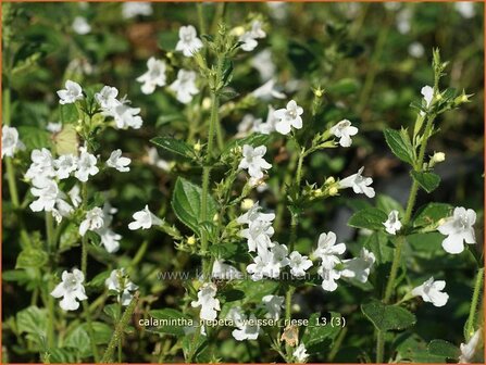 Calamintha nepeta &#039;Weisser Riese&#039; | Bergsteentijm