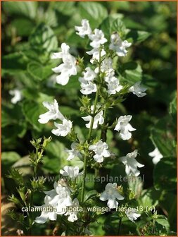 Calamintha nepeta &#039;Weisser Riese&#039; | Bergsteentijm