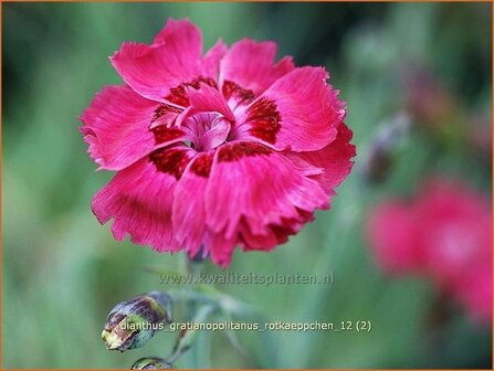 Dianthus gratianopolitanus 'Rotkaeppchen' | Anjer