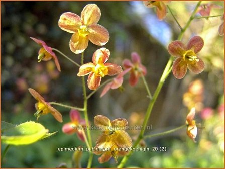 Epimedium pubigerum &#039;Orangekoenigin&#039; | Elfenbloem