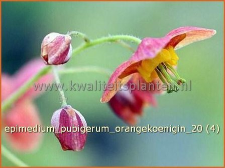 Epimedium pubigerum &#039;Orangekoenigin&#039; | Elfenbloem
