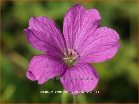 Geranium oxonianum &#039;Roedbylund&#039; | Ooievaarsbek