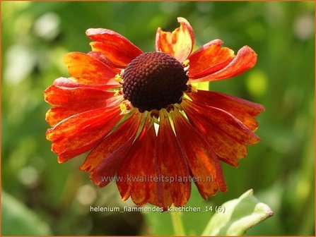 Helenium &#039;Flammendes Kaethchen&#039; | Zonnekruid