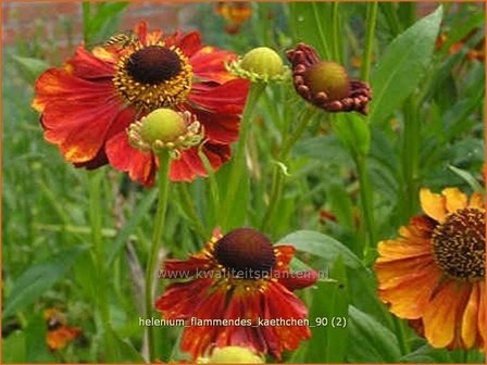 Helenium &#039;Flammendes Kaethchen&#039; | Zonnekruid