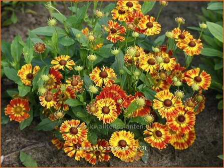 Helenium &#039;Koenigstiger&#039; | Zonnekruid