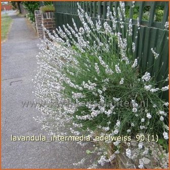 Lavandula intermedia &#039;Edelweiss&#039; | Lavandin, Lavendel