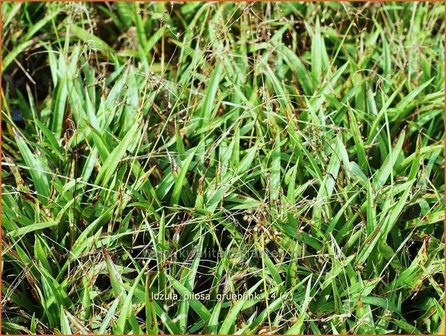 Luzula pilosa 'Gruenfink' | Ruige veldbies