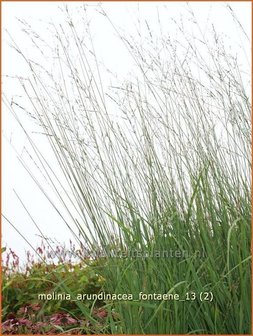 Molinia arundinacea 'Fontäne' | Pijpenstrootje | Hohes Pfeifengras