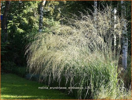 Molinia arundinacea &#039;Windsauele&#039; | Pijpestrootje, Pijpenstrootje