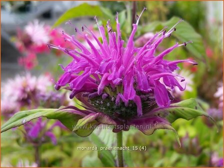 Monarda &#039;Praerienacht&#039; | Bergamotplant, Indianennetel