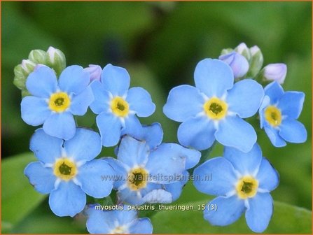 Myosotis palustris &#039;Thueringen&#039; | Moerasvergeet-mij-nietje