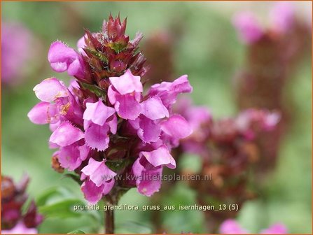 Prunella grandiflora &#039;Gruss aus Isernhagen&#039; | Brunel, Bijenkorfje