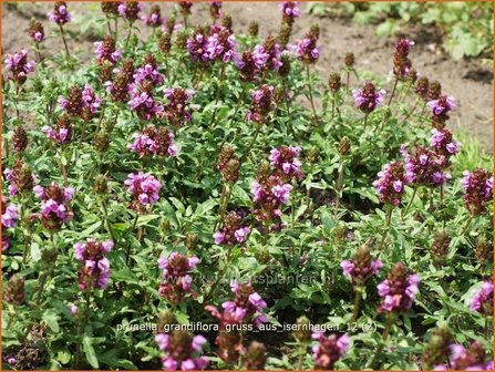 Prunella grandiflora &#039;Gruss aus Isernhagen&#039; | Brunel, Bijenkorfje