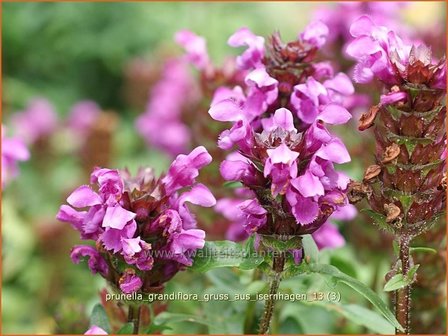 Prunella grandiflora &#039;Gruss aus Isernhagen&#039; | Brunel, Bijenkorfje