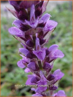 Salvia nemorosa &#039;Ruegen&#039; | Salie, Salvia