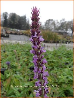 Salvia nemorosa &#039;Ruegen&#039; | Salie, Salvia