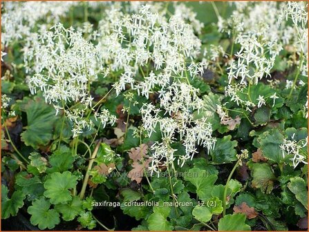 Saxifraga cortusifolia &#039;Maigruen&#039; | Steenbreek