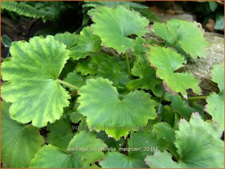 Saxifraga cortusifolia &#039;Maigruen&#039; | Steenbreek