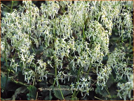 Saxifraga cortusifolia &#039;Maigruen&#039; | Steenbreek