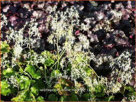 Saxifraga cortusifolia &#039;Maigruen&#039; | Steenbreek