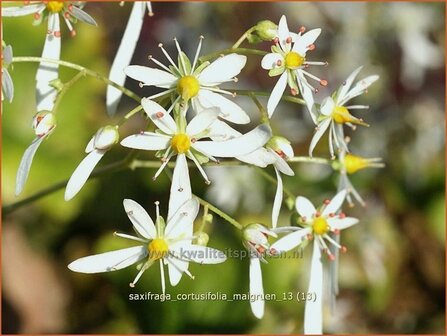 Saxifraga cortusifolia &#039;Maigruen&#039; | Steenbreek