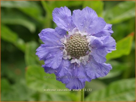 Scabiosa caucasica &#039;Staefa&#039; | Kaukasisch duifkruid, Duifkruid, Schurftkruid