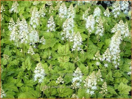 Tiarella cordifolia &#039;Moorgruen&#039; | Schuimbloem, Perzische muts