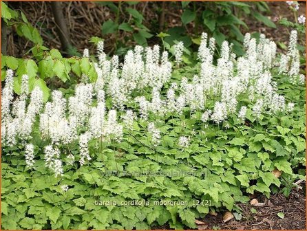 Tiarella cordifolia &#039;Moorgruen&#039; | Schuimbloem, Perzische muts